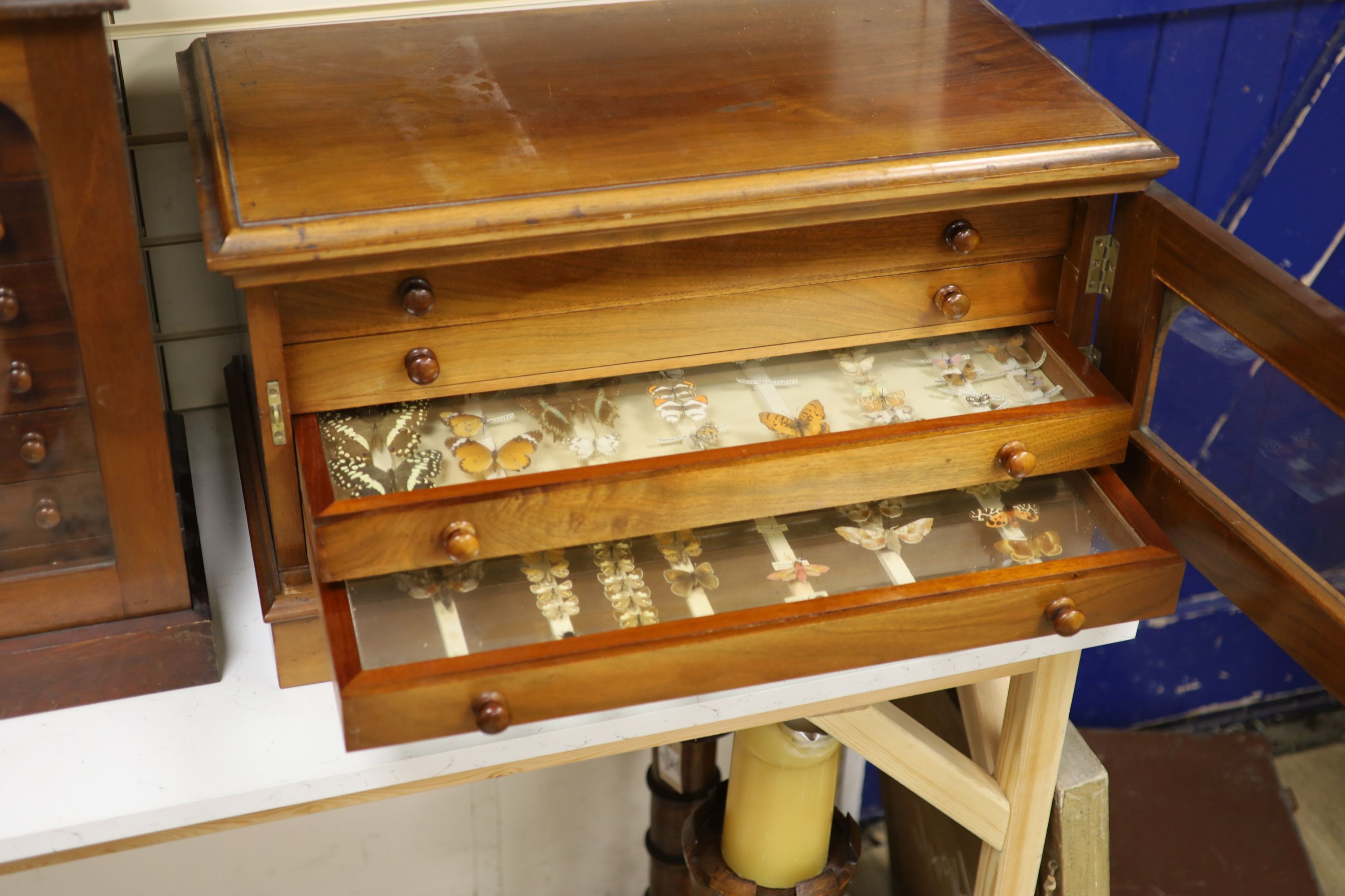 A Victorian mahogany collector’s cabinet of African moth and butterfly specimens, four drawers, cabinet 40 cms high x 71cms wide.